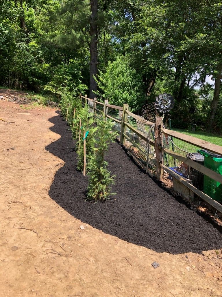 Garden Transformation with Evergreens and Dark Mulch