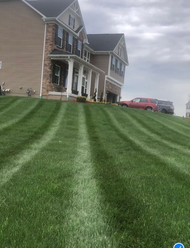 Lush Lawn Transformation in Lutherville MD image
